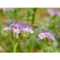 Phacelia - Phacelia tanacetifolia - BIO/BIODYNAMISCH