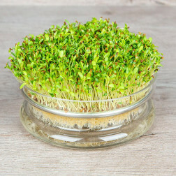 Alfalfa - kiemzaden 50g - BIO