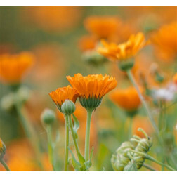 Calendula officinalis - Goudsbloem - BIO IN OMSCHAKELING - 50% korting wegens verminderde kiemkracht