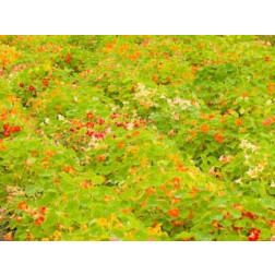 Tropaeolum majus - Oost-Indische kers niet-rankend - BIODYNAMISCH