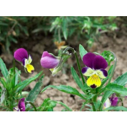 Viola tricolor - Driekleurig viooltje - BIODYNAMISCH