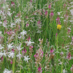 Wildbloemenmengsel voor vlinders - BIO