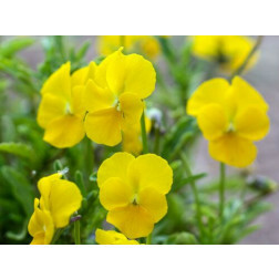 Viola cornuta - Gele hoornviooltje - BIODYNAMISCH - 50% korting - verminderde kiemkracht