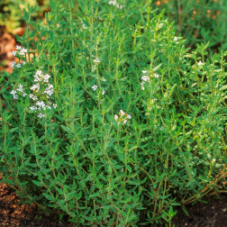 Thymus vulgaris - Zomertijm - BIO