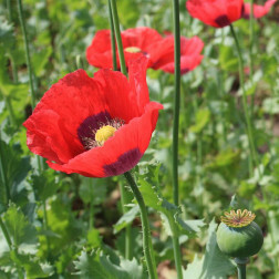 Papaver somniferum - Slaapbol - rood - BIO - 50% korting wegens verminderde kiemkracht