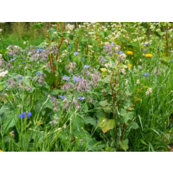 Z1592 - Nuttige insecten paradijs - 100 g - voor 70 m² - BIO