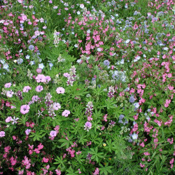 Bloemenmengsel - laag - BIO - 50% korting wegens verminderde kiemkracht
