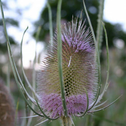 Dipsacus fullonum - Grote Kaardebol - BIO