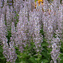 Salvia sclarea - Scharlei - BIO