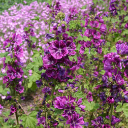 Malva sylvestris - Groot kaasjeskruid - Mauritanica - BIO