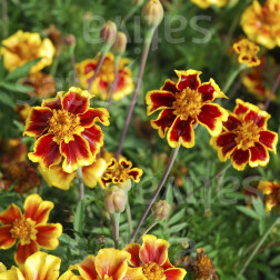 Tagetes patula nana - Afrikaantje kleinbloemig - Ehrenlegion - BIODYNAMISCH