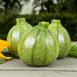 Bolcourgette - Ola Redonda - BIO