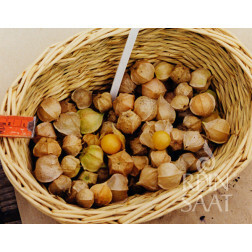 Kleine ananaskers - Physalis grisea - BIO