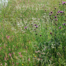 Wildbloemenmengsel voor gazon - BIO