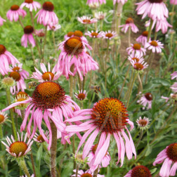 Echinacea angustifolia - Kleinbladige zonnehoed - BIODYNAMISCH