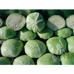 Witte kool - Holsteiner Platter - BIODYNAMISCH - 50% korting - verminderde kiemkracht
