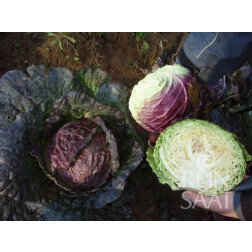 Savooiekool - Violaceo di Verona - BIODYNAMISCH - 50% korting - verminderde kiemkracht