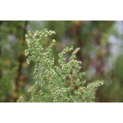 Artemisia annua - Zomeralsem - BIO