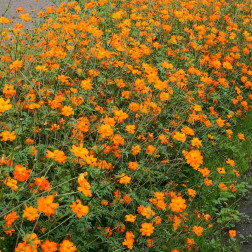 Cosmos sulphureus - Cosmea - Oranje - BIO