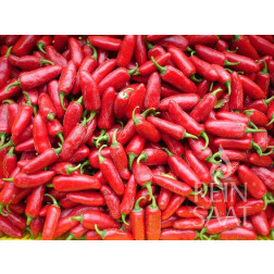 Chilipeper - Jalapeno Ruben - BIODYNAMISCH