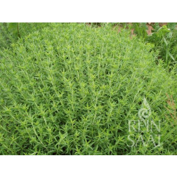 Bergbonenkruid - Satureja montana - BIO - 50% korting - verminderde kiemkracht