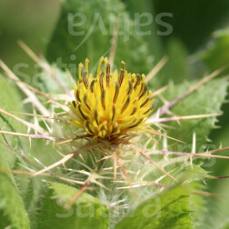 Cnicus benedictus - Gezegende distel - BIODYNAMISCH