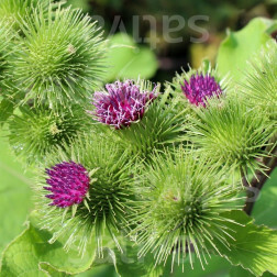 Arctium lappa - Grote klit - BIODYNAMISCH