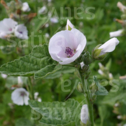 Althaea officinalis - Echte Heemst - BIODYNAMISCH