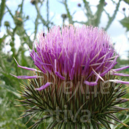 Onopordum acanthium - Wegdistel - BIODYNAMISCH