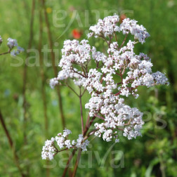 Valeriana officinalis - Valeriaan - BIODYNAMISCH