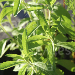 Stevia rebaudiana - Stevia - BIODYNAMISCH