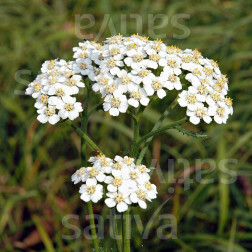 Achillea millefolium - Duizendblad - BIO