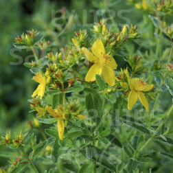 Hypericum perforatum - Sint-janskruid - BIODYNAMISCH