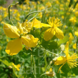 Chelidonium majus - Stinkende gouwe - BIODYNAMISCH