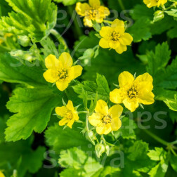 Geum urbanum - Geel nagelkruid - BIODYNAMISCH