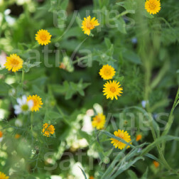 Calendula arvensis - Akkergoudsbloem - BIO