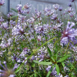 Asperula orientalis - Blauw bedstro - BIODYNAMISCH