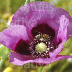 Papaver somniferum - Bolpapaver - Planète rouge du Jura - BIODYNAMISCH