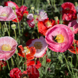 Papaver rhoeas - Klaproos - Von reconvilier - BIODYNAMISCH