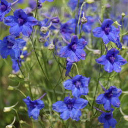 Delphinium tatsienense - Ridderspoor - BIO