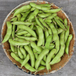 Sojaboon Edamame - Chiba Green - BIO