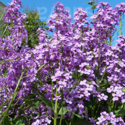 Hesperis matronalis - Damastbloem - BIODYNAMISCH