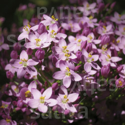 Centaurium erythraea - Echt duizendguldenkruid - BIODYNAMISCH