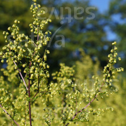 Artemisia annua - Zomeralsem - BIODYNAMISCH