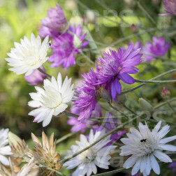 Xeranthemum annuum - Papierbloem Gemengd - BIO