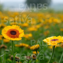 Calendula officinalis - Goudsbloem - Golden Princess Black Center - BIODYNAMISCH