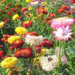 Helichrysum bracteatum - Strobloem - Roggli Riesen - BIODYNAMISCH