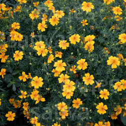 Tagetes tenuifolia - Sterafrikaantje - Von Eriswil - BIODYNAMISCH