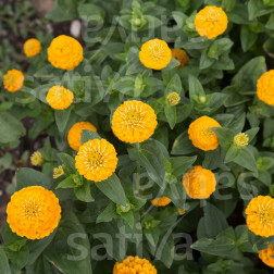 Zinnia elegans - Zinnia 'Liliput Kanariengelb' - BIODYNAMISCH