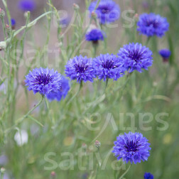 Centaurea cyanus - Korenbloem 'Blauer Junge' - BIODYNAMISCH